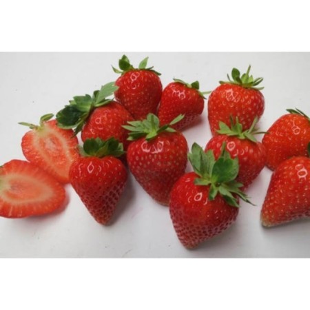 Strawberry Garden Destini, P9 Pot, Summer 2024-1