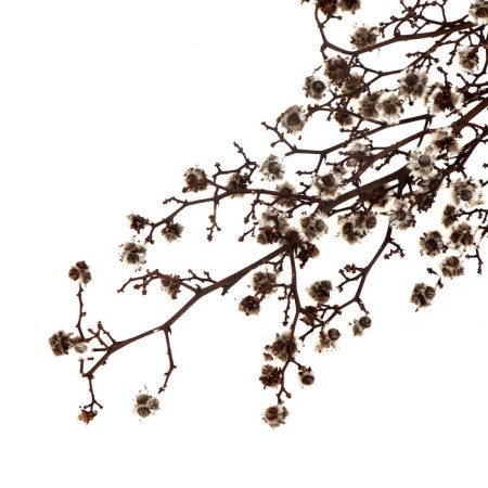 Dry flowers “Molchy Mile”, 25 g, length - 70 cm, white color-4