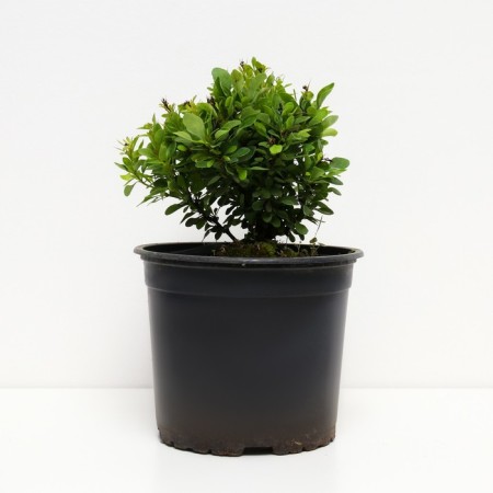 Barberry Tunberg Kobold, C2 pot, H10-50 height, 1 pc, summer 2024-1