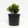 Barberry Tunberg Kobold, C2 pot, H10-50 height, 1 pc, summer 2024