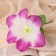 Artificial flowers "Hippeastrum" d = 12 cm, h = 23 cm, white-lilac