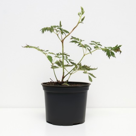 Astilba Chinese Milk and Honya, C1.5 pot, H10-50 height, 1 pc, summer 2024-1
