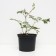 Astilba Chinese Milk and Honya, C1.5 pot, H10-50 height, 1 pc, summer 2024