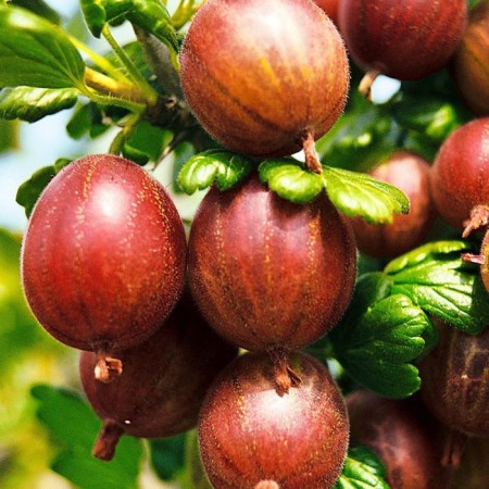 Cherzhnik seeder harlequin, P9 pot, summer 2024