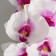 Artificial flowers "Galatea orchid" 95 cm, white-violet