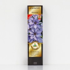Clematis large -flowered suite 