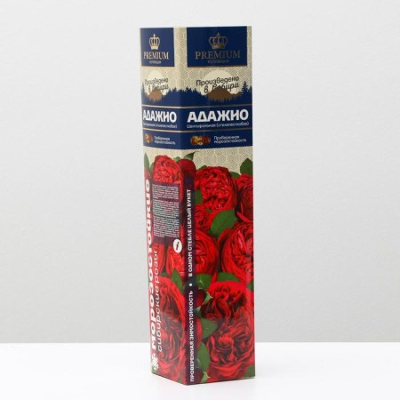 Seedling of Rosa Adagio series "premium", 1 pc, spring 2024