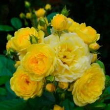 Seedling rose 