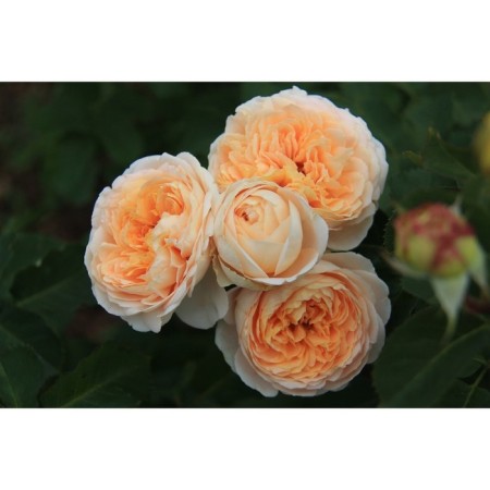 Sahenian Rosa Parkovaya "Dani Khan", tube, 1 pc, spring 2025