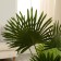 Artificial tree "Livistona" 90 cm