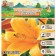 Lilies Tubular Watching Up "Orange Planet", rr 12/14, 2 pcs, spring 2024
