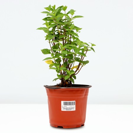 Sahenian hydrangea "Pan. Sugar rush", pot C3.5, autumn 2024-1