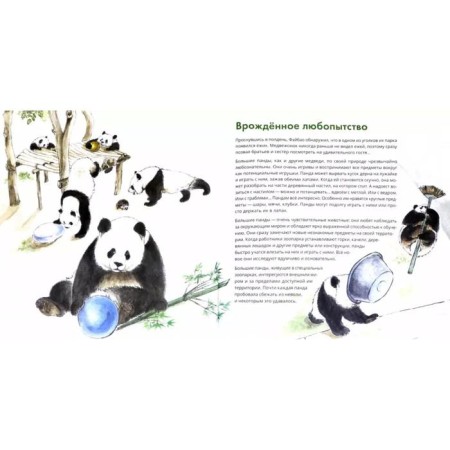 Wow! Panda!-1
