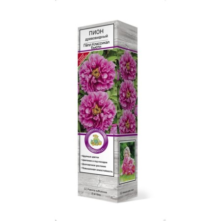 PION of tree -like (vaccinated on grassy) "Beauty Beauty", 1 pc, tube, spring 2025-3