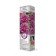 PION of tree -like (vaccinated on grassy) "Beauty Beauty", 1 pc, tube, spring 2025
