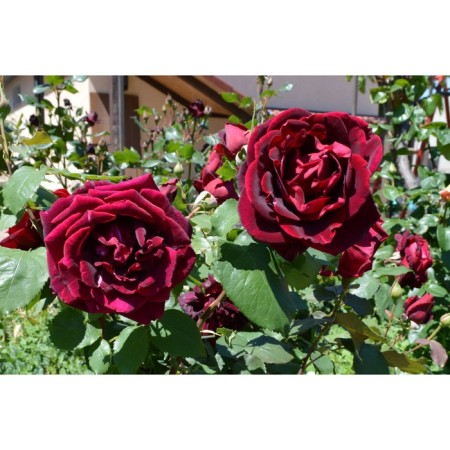 Seedling Rosa Meyan Tea-Hybride "Papa Meyan", tube, 1 pc, spring 2025