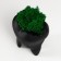 Concrete Kashpo "tooth" with moss black 7.5x6.5x9.5 cm (moss green stabilized)