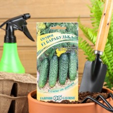 Cucumber seeds 