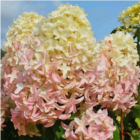 Hydrangea blizzard Skypholl, C3 pot, 1 pc, summer 2024