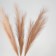 Pampas artificial grass, height 70 cm, 6 brushes, brown color