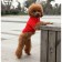 Animal T-shirt for animals, M (DS 30, OG 40, Osh 27 cm), red