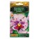 Viola flowers "Kan Kan", F1, Pink, DV, 7 pcs.