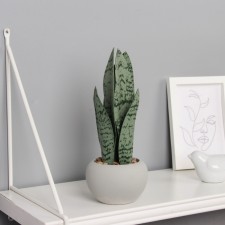 Bonsai in the pot of 