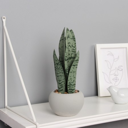 Bonsai in the pot of "Sansvieria lady" 21x8.5 cm, mix