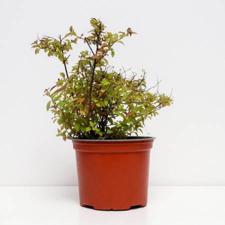 Spirea Japanese zen spirit karamel, s2 pot, n10-50 height, 1 pc, summer 2024-1