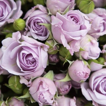 Seedling rose "Sterling Senseish", tube, spring 2025