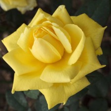 Seedling rose Plesy 
