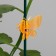 Clips for plants "Butterfly", set of 10 pcs., Mix