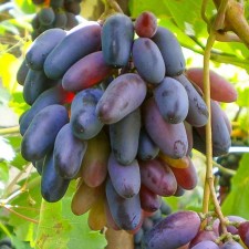 Grapes seedlings 