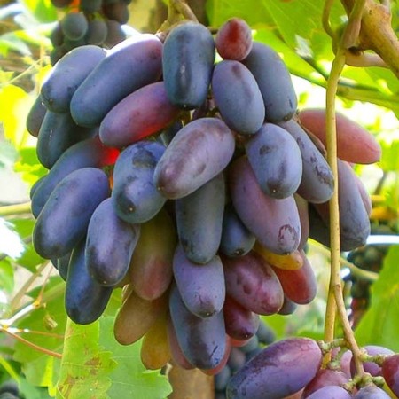 Grapes seedlings "Black finger Kishmish", tube, spring 2025