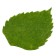 Stickers "Birch leaves", set 4 pcs.