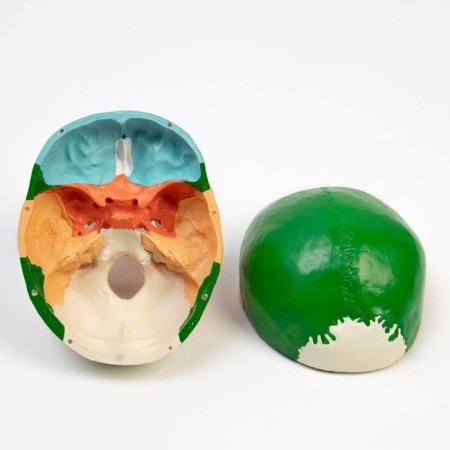 Mett "Skull of a Human" color, 20*15*18cm-5