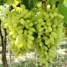 Grapes seedling 