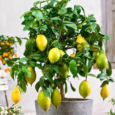 Цитрус "Лимон Лунарио", туба, 1 шт, Весна 2025