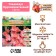 Gladiolus large-flowered "Sogno", rr 8/10, 7 pcs,