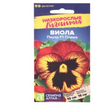Viola flowers 