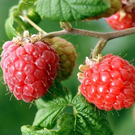 Raspberry traditional varieties "Volnitsa", 1 pc, tube, spring 2025-3