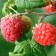Raspberry traditional varieties "Volnitsa", 1 pc, tube, spring 2025