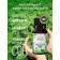 Natural essential oil mint, 8 ml