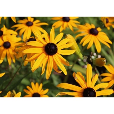 Rudbekia brilliant linen, pot C2, 1 pc, summer 2024