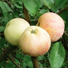 Seedling apple tree with a standard wave, autumn variety, pot 9*9*14, summer 2024