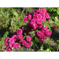 Seedling rose muskuh hybrids 