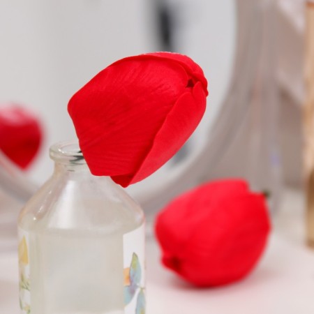 Soap tulip, red