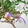 Decor on the clothespin of bird mix set 3pcs 4449372