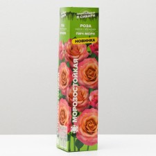 Саженец розы Пич морн Весна 2024, 1 шт.