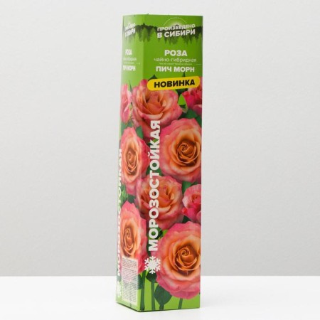 Saphenet Rose Pich Morn Spring 2024, 1 pc.